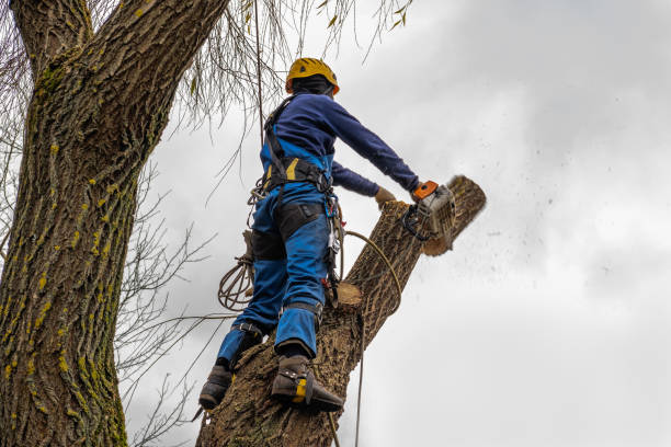 How Our Tree Care Process Works  in  Warner Robins, GA